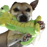 Close up view of small dog chewing at the body squeaker inside a green and yellow crocodile plush dog toy