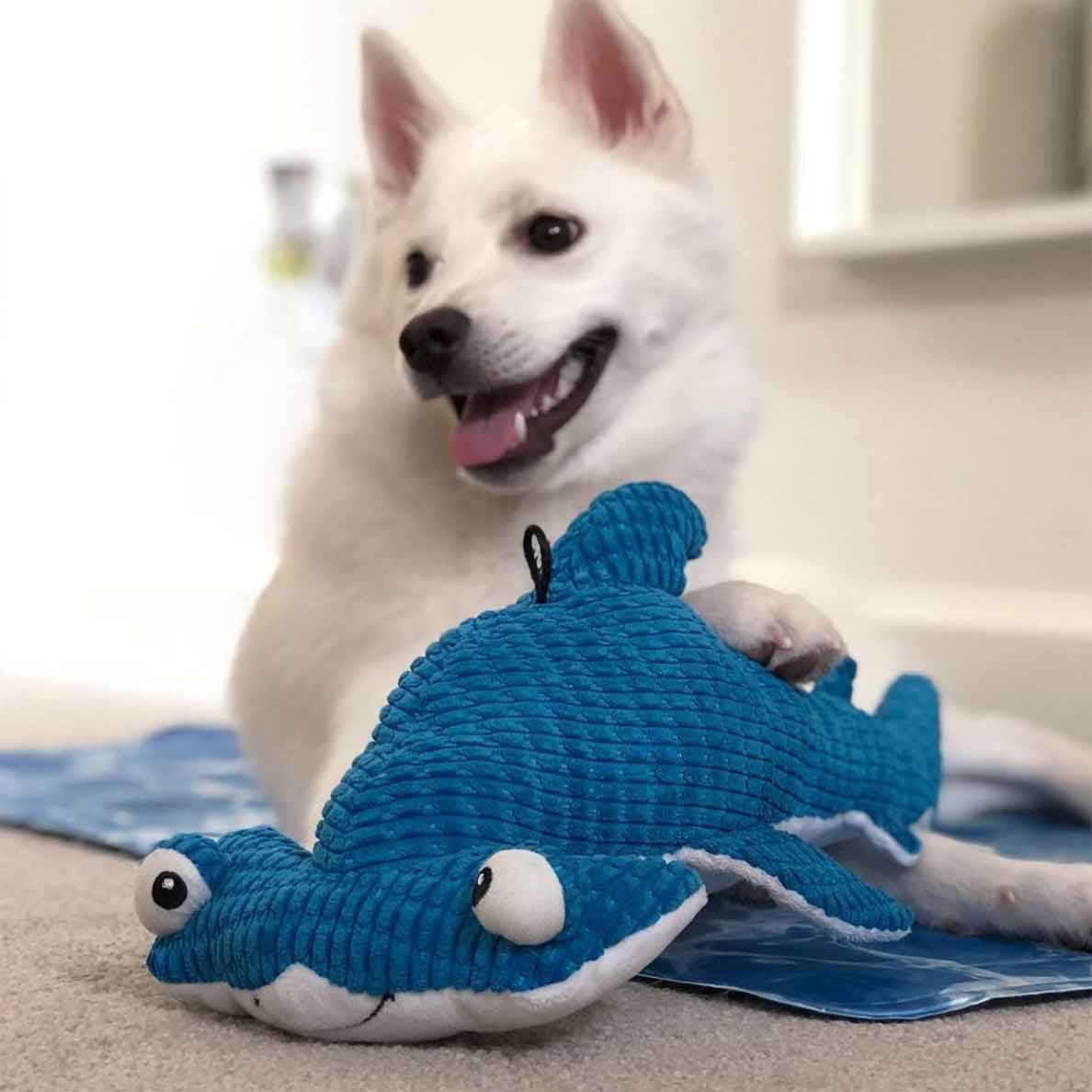 White dog laying down and playing with blue hammerhead shark plush dog toy