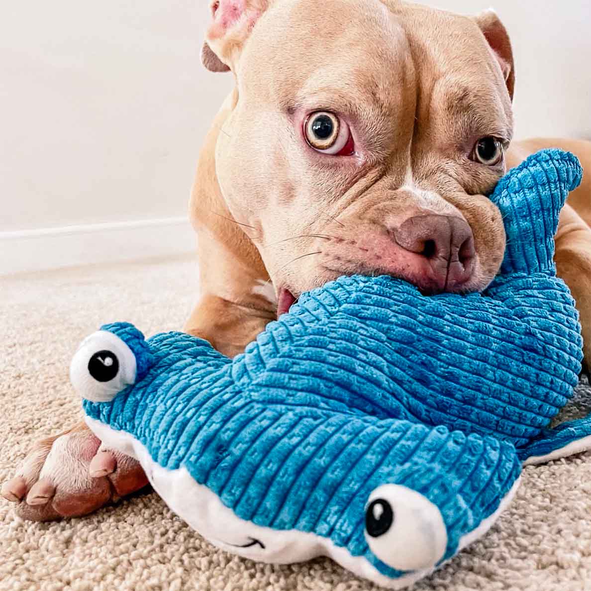 Brown pitbull laying down on carpet and playing with blue hammerhead shark plush dog toy