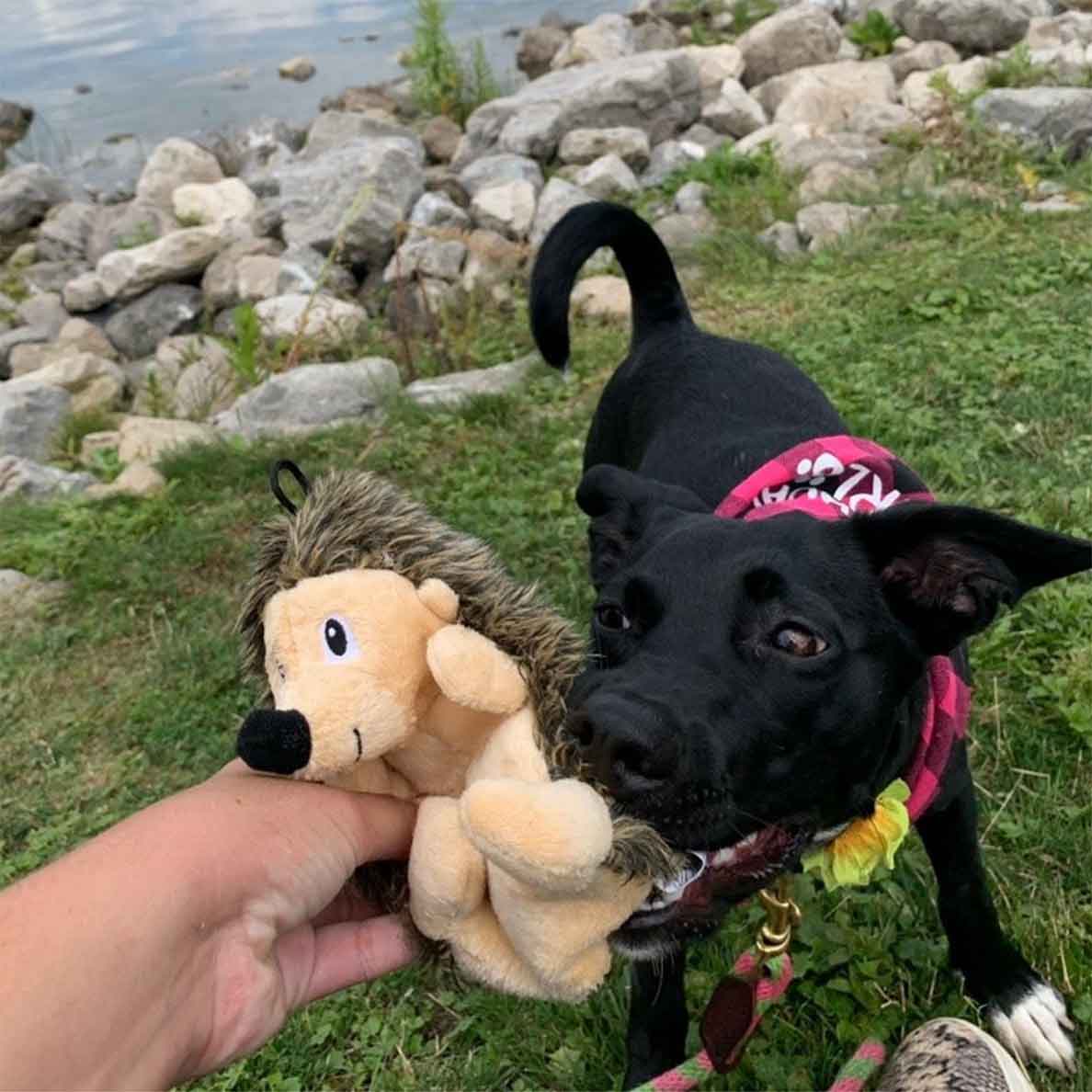 Black Labrador Retriever playing tug with owner over a hedgehog crinkle fabric dog toy