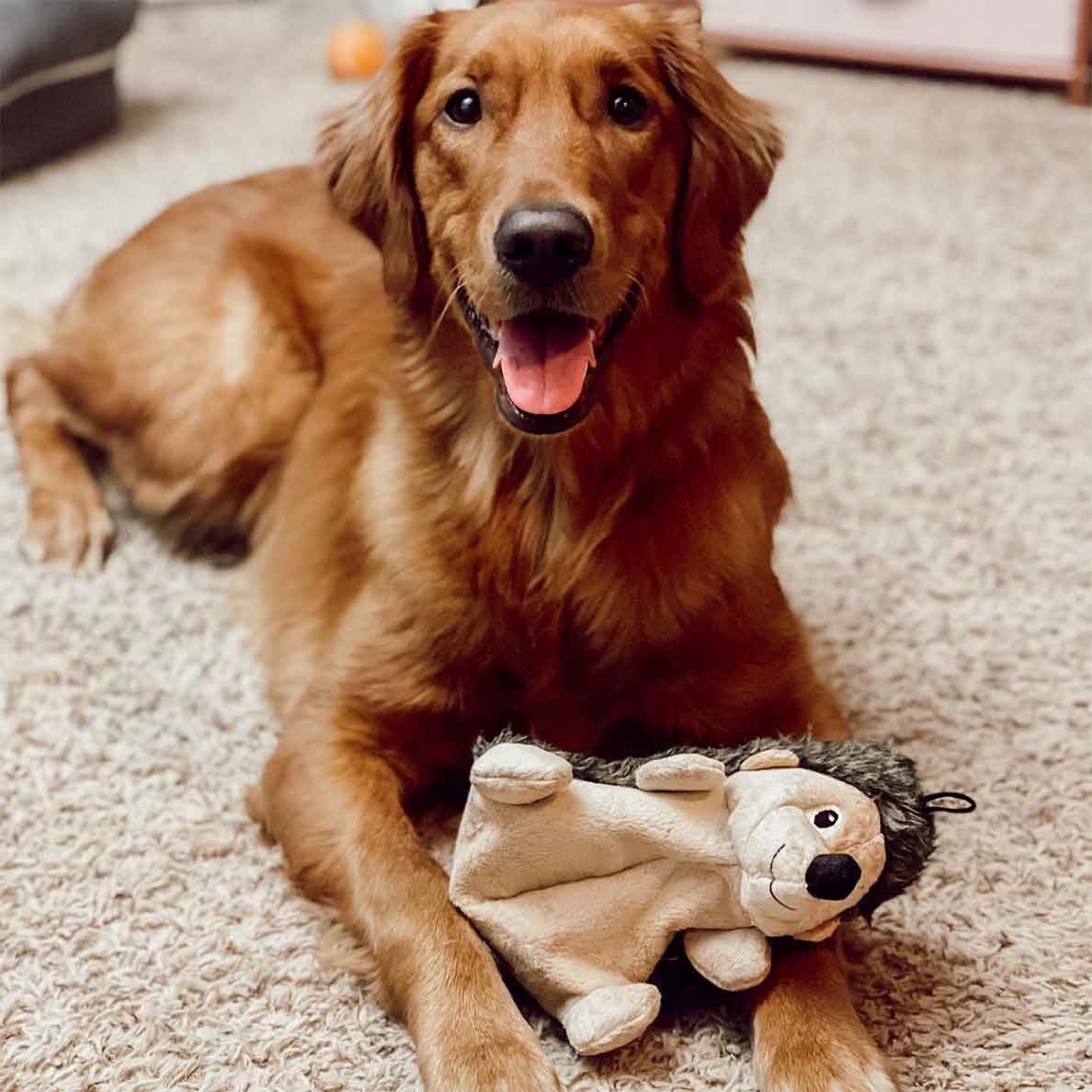 Golden Retriever laying down on carpet with large hedgehog crinkle fabric dog toy