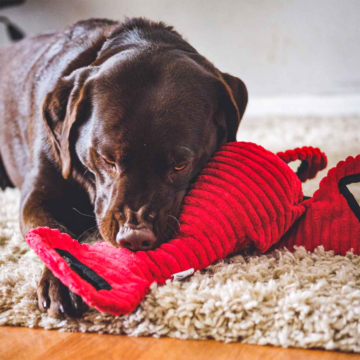Brown lab laying in carpet and playing with red lobster dog toy with textured fabric