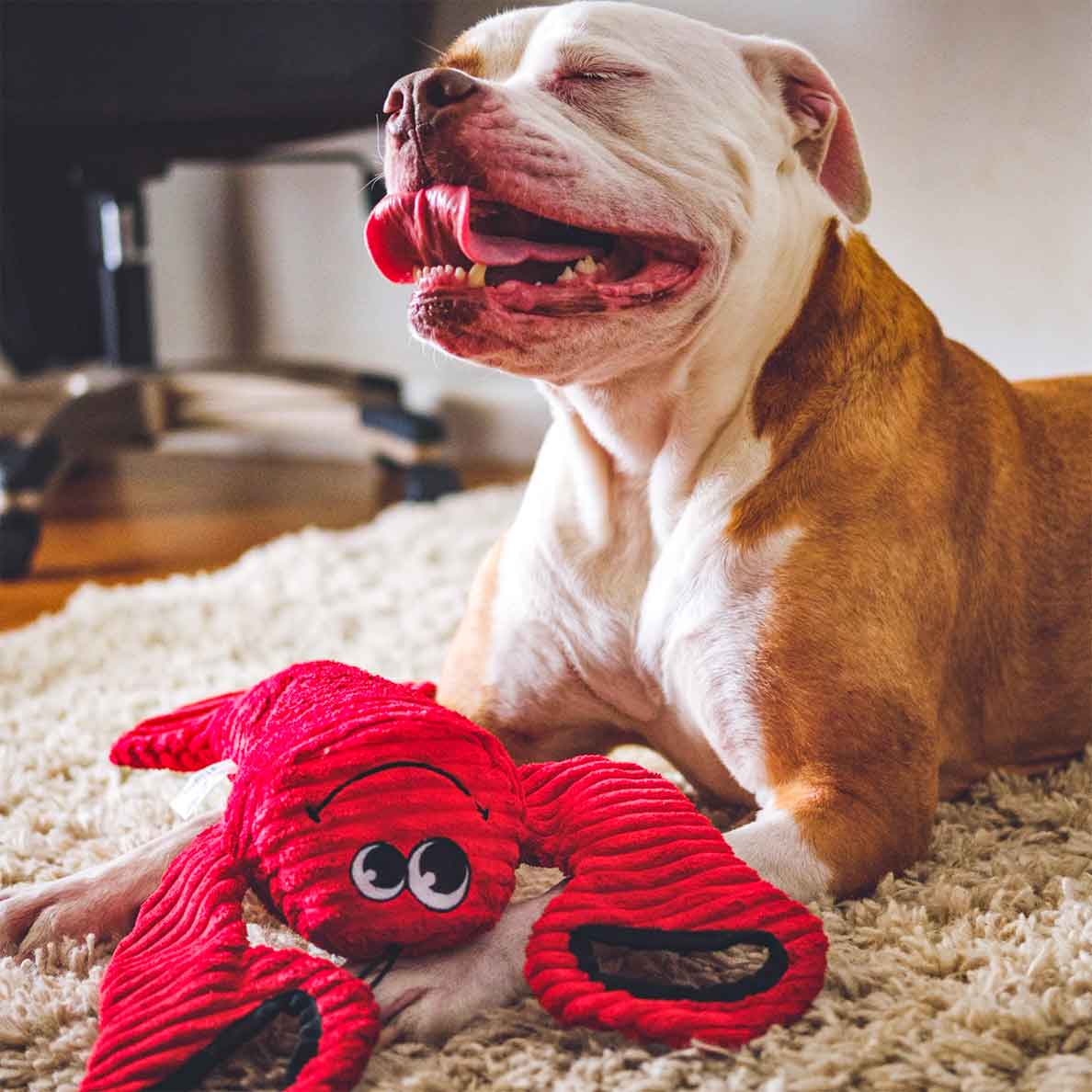 Pitbull laying on carpet and playing with red lobster dog toy with handles on claws