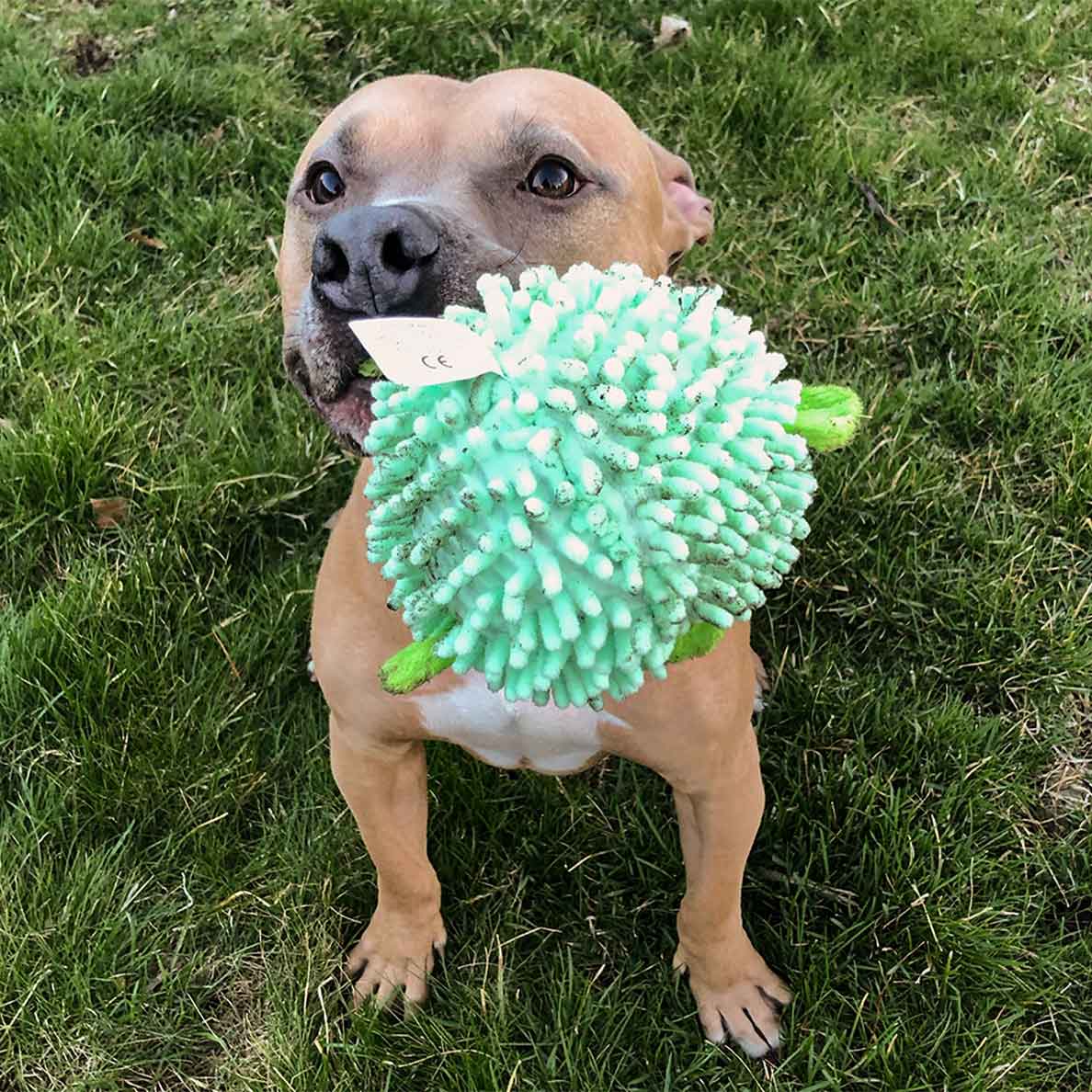 Pitbull dog sitting in grass with a teal pufferfish dog ball toy in its mouth