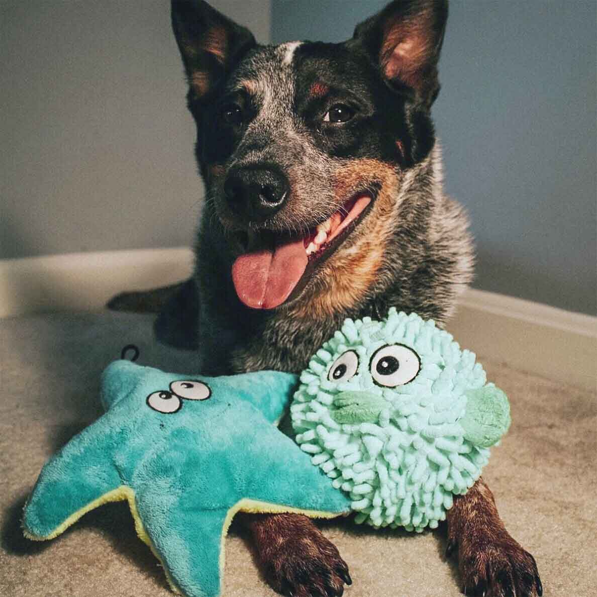 Australian Shepherd laying down with teal starfish and teal pufferfish dog toys