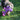 Small fluffy dog carrying around purple octopus plush toy with stretchy legs in field of grass