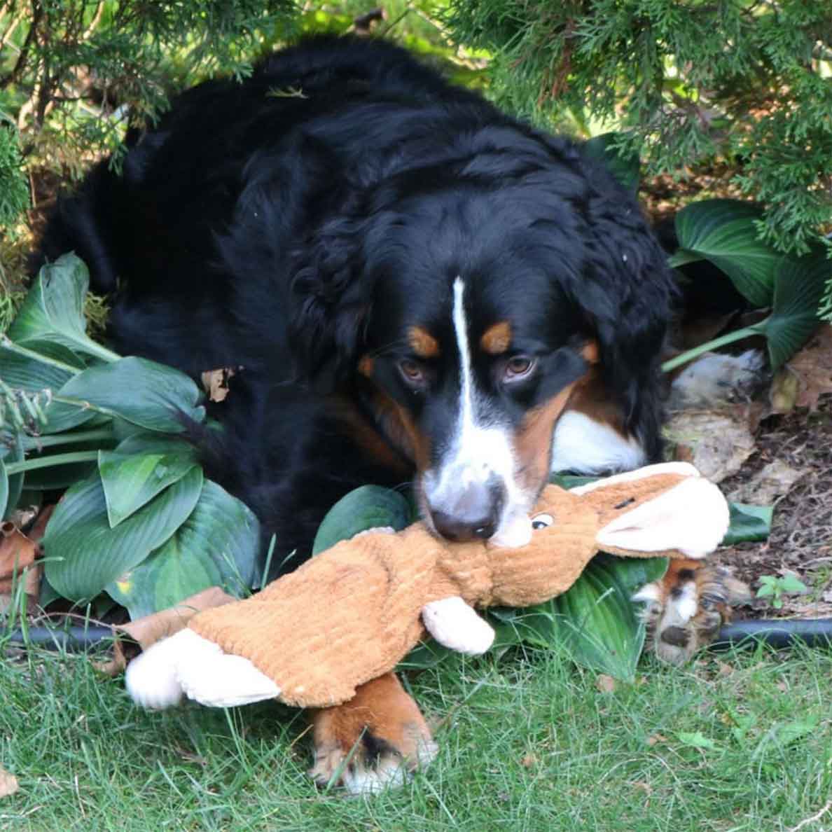 Tender-Tuffs Quiet Rabbit You-Fill Water Bottle Dog Toy – Snuggle Puppy