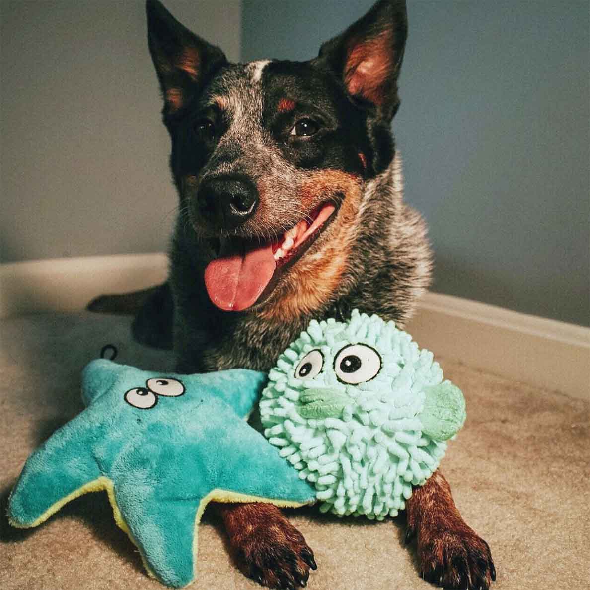 Australian Shepherd laying down with teal starfish and teal pufferfish dog toys