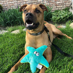 Brown dog laying in the grass with a teal and yellow starfish plush dog toy
