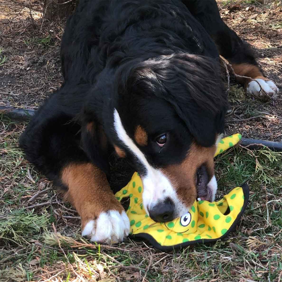 Bernese Mountain Dog outside chewing on yellow with green polka dot stingray plush dog toy